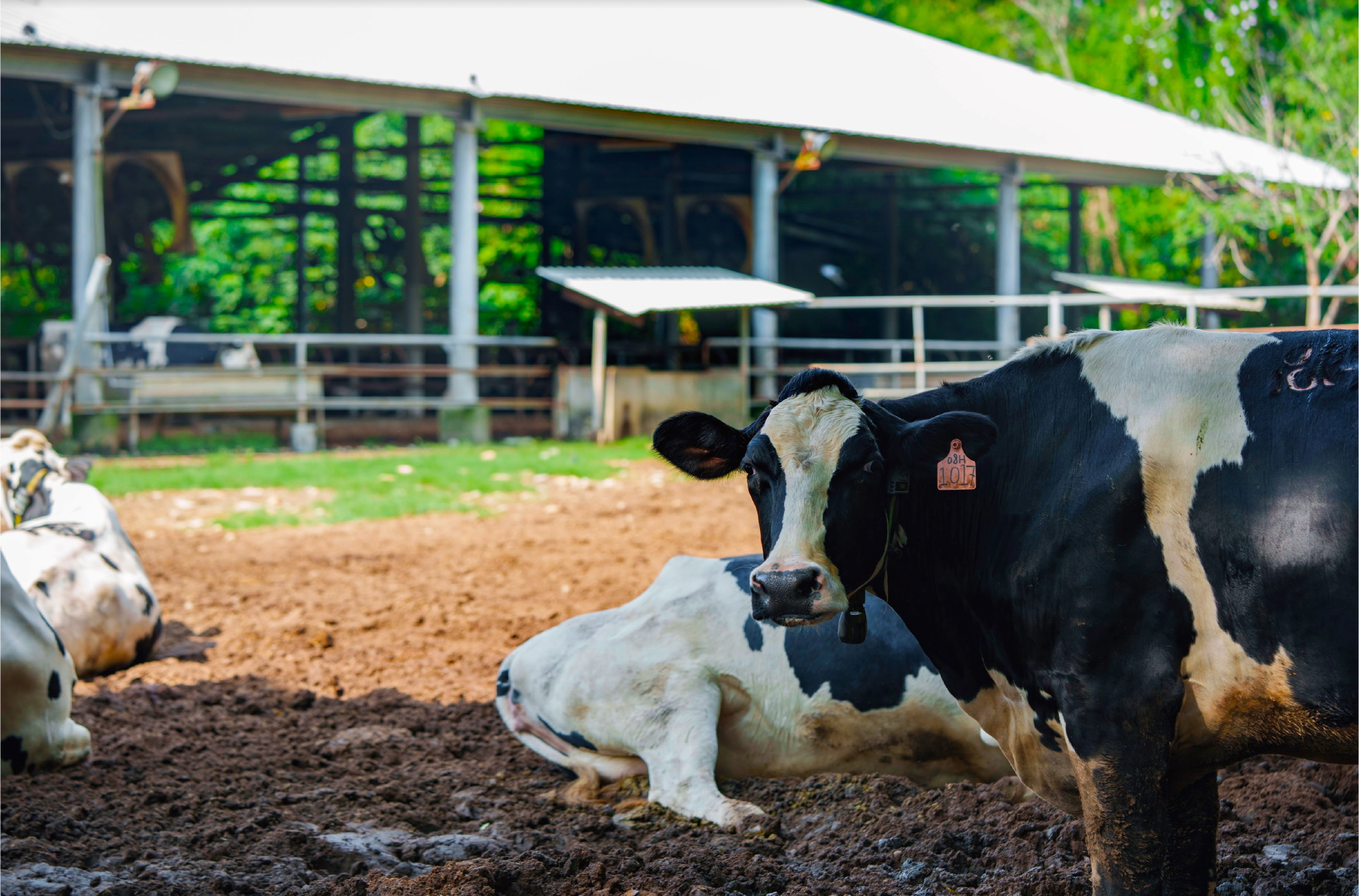 Dr. Ming-shan Hsieh Becomes the Third President and Establishes the Experimental Farm